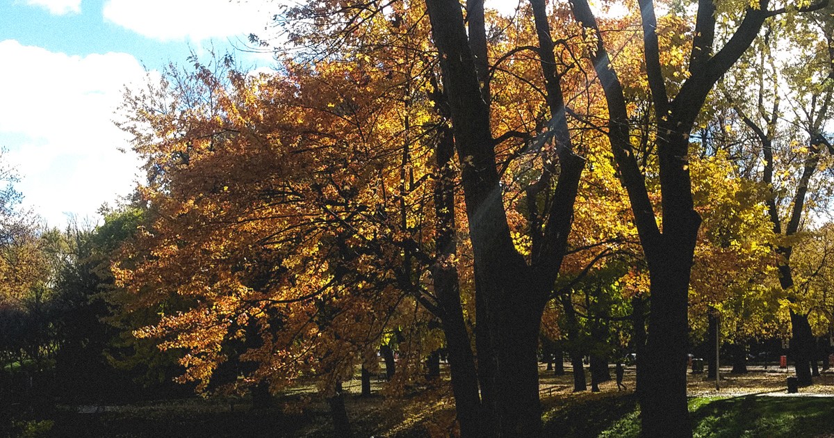 automne-montreal-2