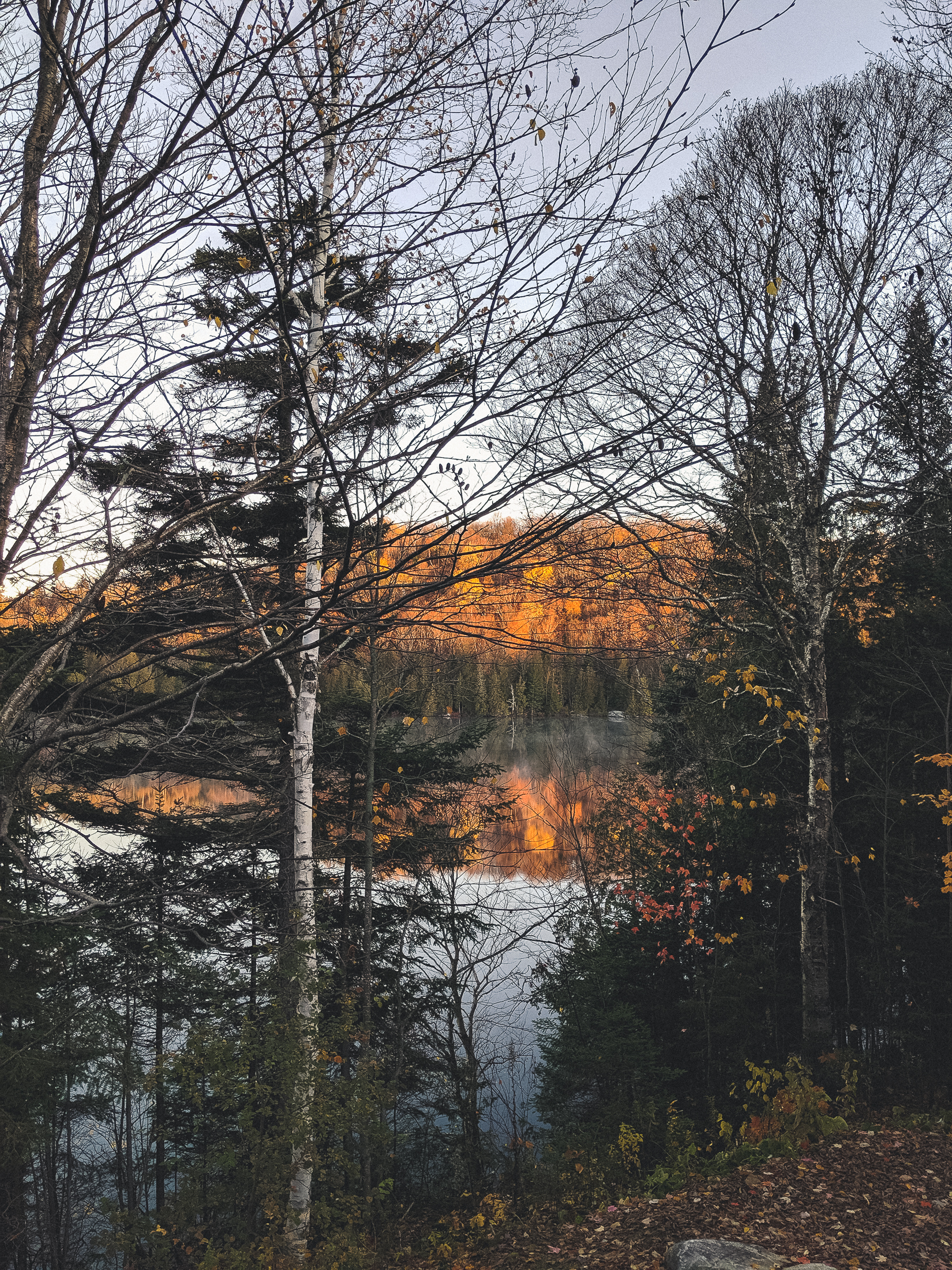 arbres au bord d'un lac en automne
