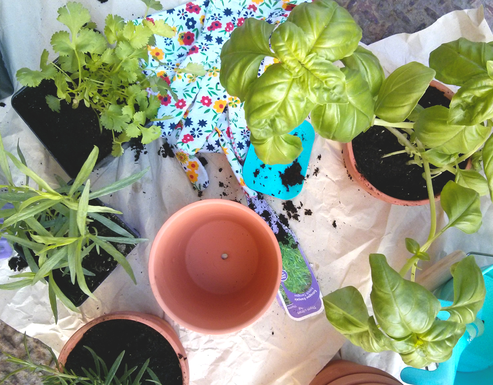 plantes-aromatiques
